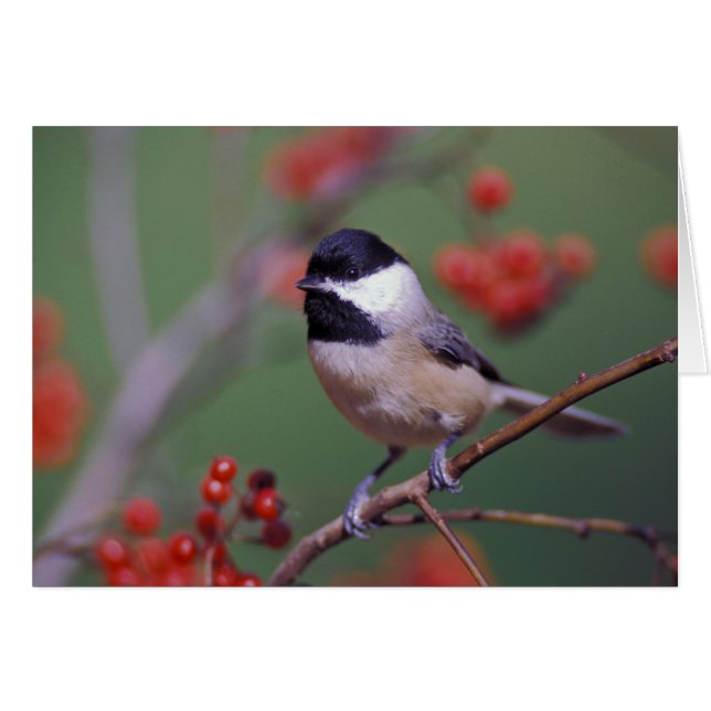 Carolina Chickadee (Voorkant Horizontaal)