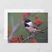 Carolina Chickadee Briefkaart (Voorkant / Achterkant)