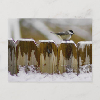 Carolina Chickadee Briefkaart