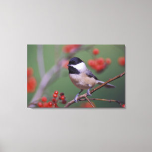 Carolina Chickadee Canvas Afdruk