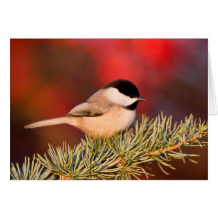 Carolina Chickadee en Cèdre Blue Atlas