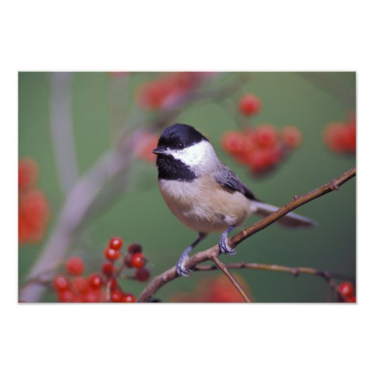 Carolina Chickadee Foto Afdruk (Voorkant)