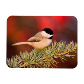Carolina Chickadee in Blue Atlas Cedar Magneet (Horizontaal)