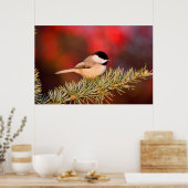 Carolina Chickadee in Blue Atlas Cedar Poster (Keuken)