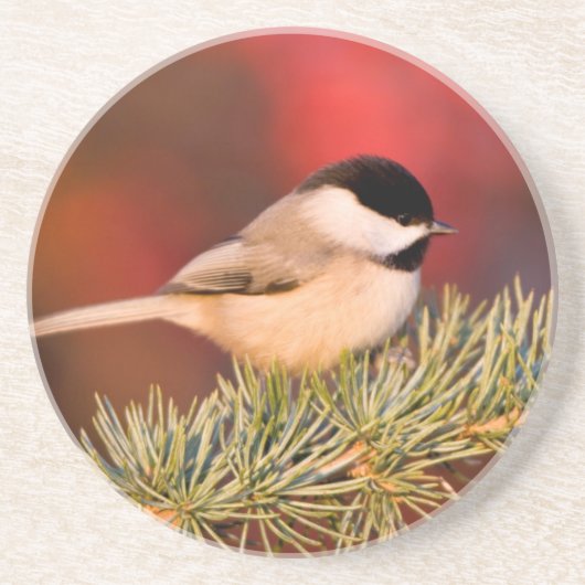 Carolina Chickadee in Blue Atlas Cedar Zandsteen Onderzetter (Voorkant)