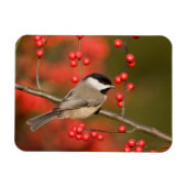 Carolina Chickadee over Common Winterberry struik Magneet (Horizontaal)