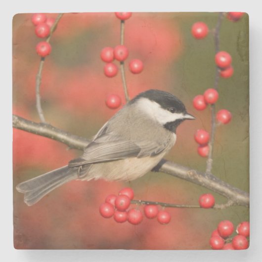 Carolina Chickadee over Common Winterberry struik Stenen Onderzetter (Voorkant)