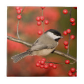 Carolina Chickadee over Common Winterberry struik Tegeltje (Voorkant)