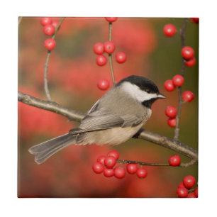 Carolina Chickadee over Common Winterberry struik Tegeltje