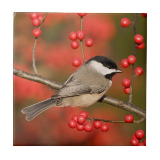 Carolina Chickadee over Common Winterberry struik Tegeltje (Voorkant)