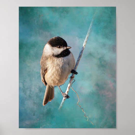 Carolina Chickadee Poster (Voorkant)