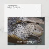 Carolina Diamondback terrapin 2 Briefkaart (Voorkant / Achterkant)