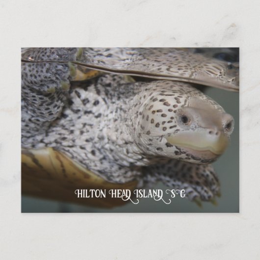 Carolina Diamondback terrapin 2 Briefkaart (Voorkant)