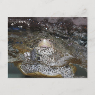 Carolina Diamondback Terrapin briefkaart