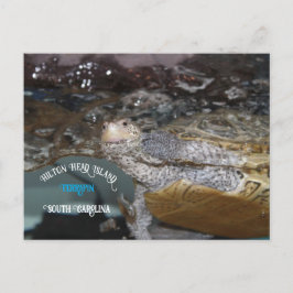 Carolina Diamondback Terrapin Briefkaart