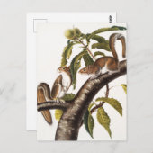 Carolina Gray Squirrel (Sciurus Carolinensis) Briefkaart (Voorkant / Achterkant)