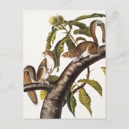 Carolina Gray Squirrel (Sciurus Carolinensis) Briefkaart (Voorkant)