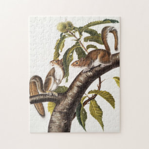 Carolina Gray Squirrel (Sciurus Carolinensis) Legpuzzel