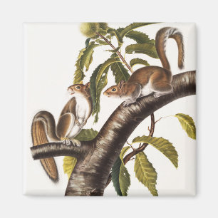 Carolina Gray Squirrel (Sciurus Carolinensis) Magneet