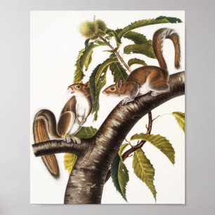 Carolina Gray Squirrel (Sciurus Carolinensis) Poster