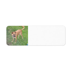 Carolina Hond Volledige 2.PNG Etiket