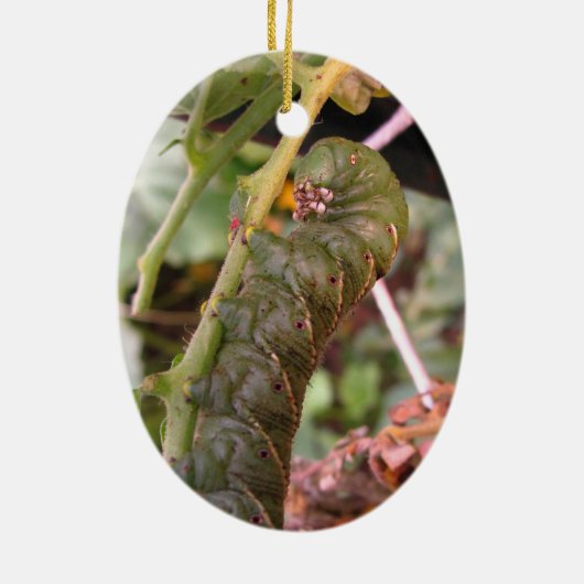 Carolina Hornworm ~ sierent Keramisch Ornament (Achterkant)