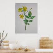 Carolina Jasmine Botanical Art Poster (Keuken)