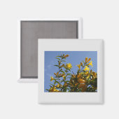 Carolina Jasmine Magnet (Recto/Verso)