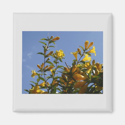 Carolina Jasmine Magnet (Devant)