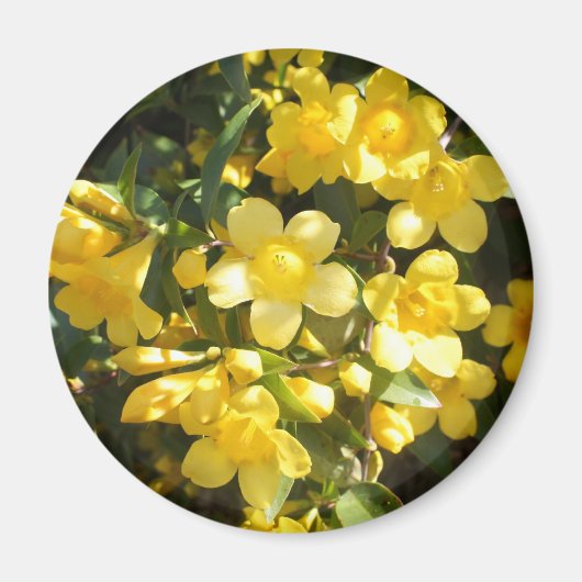 Carolina Jasmine Magnet (Devant)