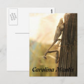 Carolina Mantis Briefkaart (Voorkant / Achterkant)