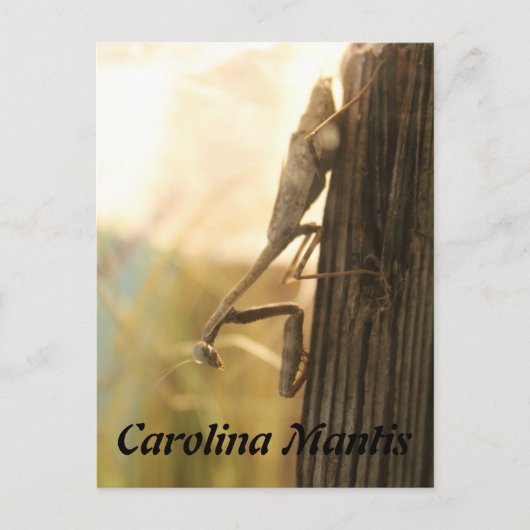 Carolina Mantis Briefkaart (Voorkant)