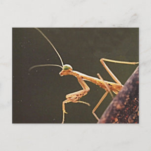 Carolina Mantis Briefkaart