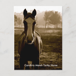 Carolina Marsh Tacky Horse Briefkaart