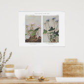 Carolina of Wide-Leaved Spring Beauty Poster (Keuken)