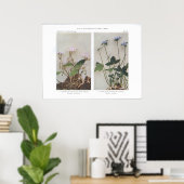 Carolina of Wide-Leaved Spring Beauty Poster (Thuiskantoor)