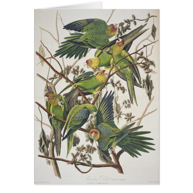 Carolina Parakeet, de 'Birds of America', 1829 (Devant)