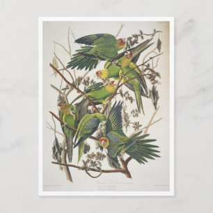 Carolina Paraket, uit 'Birds of America', 1829 Briefkaart