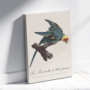 Carolina-parkiet, Conuropsis carolinensis Canvas Afdruk