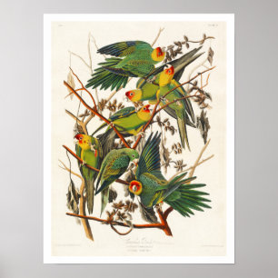 Carolina Parrot door het Poster Audubon
