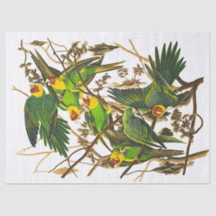 Carolina Parrot door John James Audubon Tissuepapier
