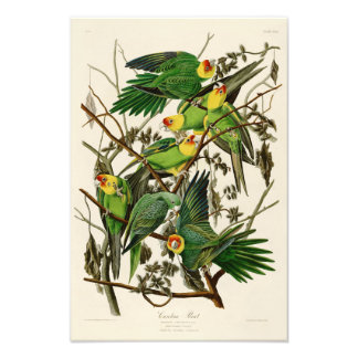 Carolina Parrot John Audubon Birds of Ameria Foto Afdruk