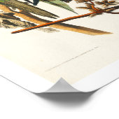 Carolina Parrot par Audubon Poster (Coin)