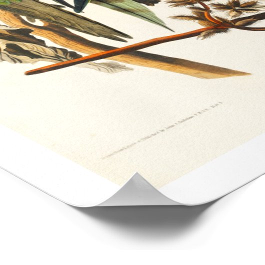 Carolina Parrot par Audubon Poster (Coin)