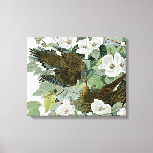 Carolina Pigeon Audubon Morning Dove Canvas Afdruk (Voorkant)