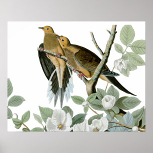 Carolina Pigeon Audubon Morning Dove Poster