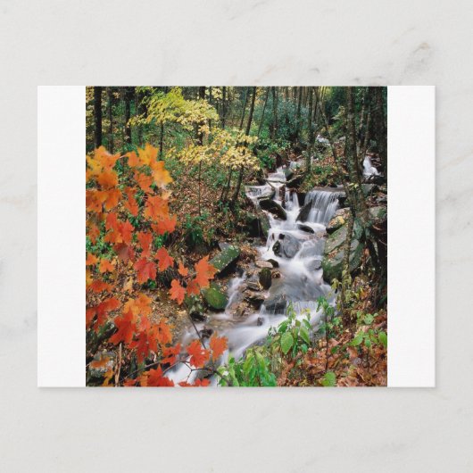 Carolina Stream Briefkaart (Voorkant)