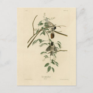 Carolina Titmouse van Audubon's Birds of America Briefkaart