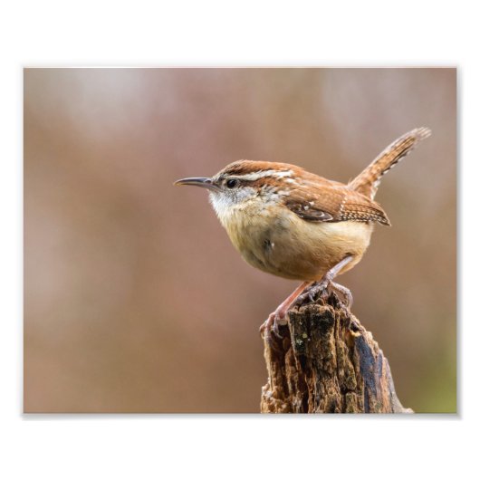 Carolina Wren Bird Foto Afdruk (Voorkant)