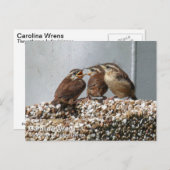 Carolina Wren Briefkaart (Voorkant / Achterkant)